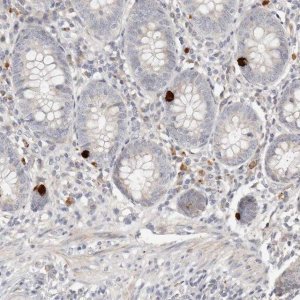 Anti-MTFR2 antibody produced in rabbit 