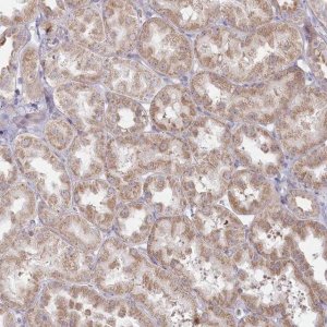 Anti-MTG1 antibody produced in rabbit 