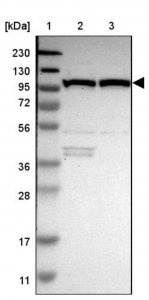 Anti-MTHFD1 antibody produced in rabbit HPA015006-100UL