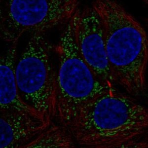Anti-MTHFD1L antibody produced in rabbit 