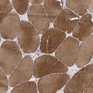 Anti-MTHFD2L antibody produced in rabbit 