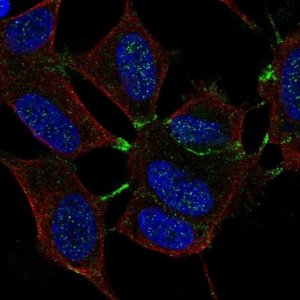 Anti-MTHFR antibody produced in rabbit 