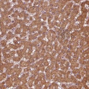 Anti-MTHFS antibody produced in rabbit HPA054177-100UL