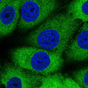 Anti-MTHFS antibody produced in rabbit HPA054177-100UL