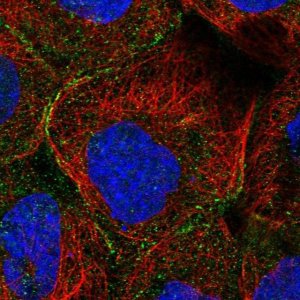 Anti-MTHFSD antibody produced in rabbit 