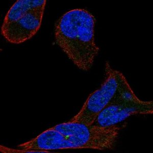 Anti-MTMR1 antibody produced in rabbit 
