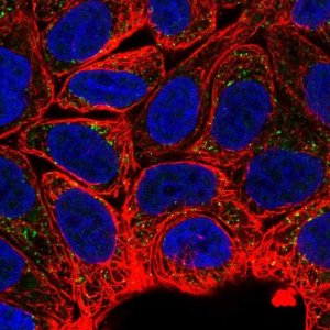 Anti-MTMR2 antibody produced in rabbit 