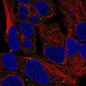 Anti-MTOR antibody produced in rabbit 