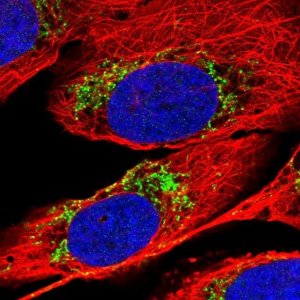 Anti-MTPAP antibody produced in rabbit 