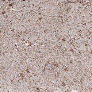 Anti-MTURN antibody produced in rabbit 