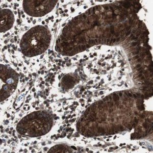Anti-MUC1 antibody produced in rabbit 