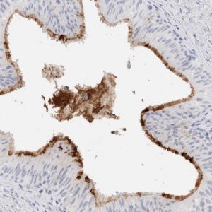 Anti-MUC15 antibody produced in rabbit 