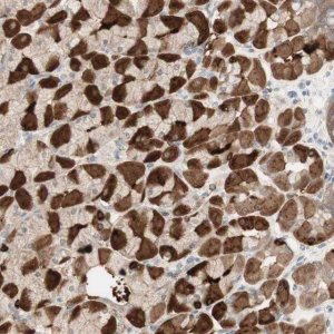 Anti-MUC3A antibody produced in rabbit 
