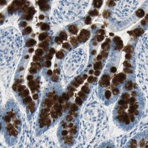 Anti-MUC4 antibody produced in rabbit 