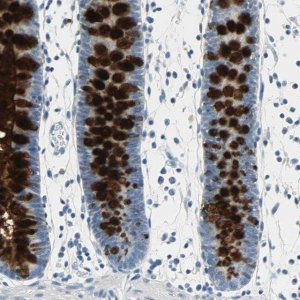 Anti-MUC4 antibody produced in rabbit 