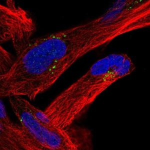Anti-MVB12B antibody produced in rabbit 