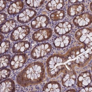 Anti-MVD antibody produced in rabbit 