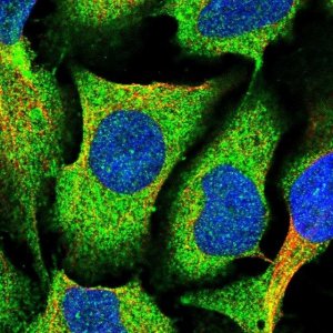 Anti-MVD antibody produced in rabbit 