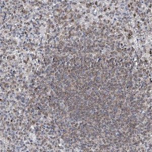 Anti-MX2 antibody produced in rabbit 