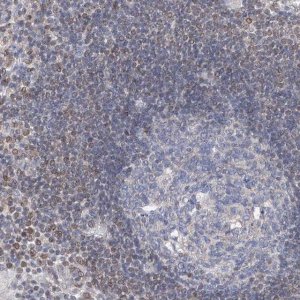 Anti-MX2 antibody produced in rabbit 
