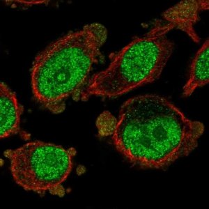 Anti-MXD3 antibody produced in rabbit 