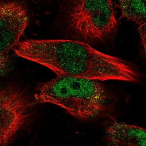 Anti-MYBL2 antibody produced in rabbit 