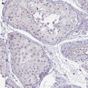 Anti-MYC antibody produced in rabbit 
