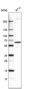 Anti-MYCL antibody produced in rabbit HPA063132-100UL