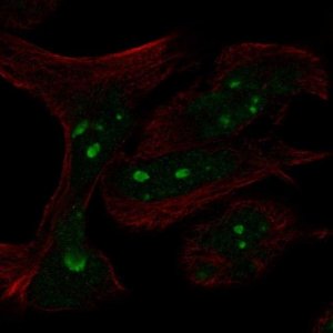 Anti-MYCN antibody produced in rabbit 