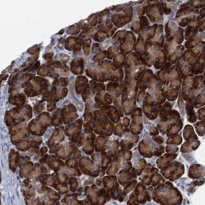 Anti-MYDGF antibody produced in rabbit 