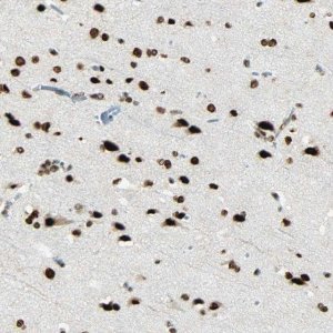 Anti-MYEF2 antibody produced in rabbit 