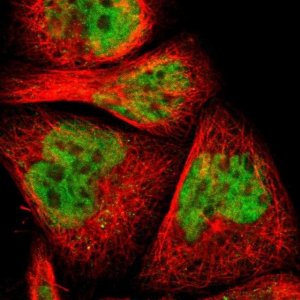 Anti-MYEF2 antibody produced in rabbit 