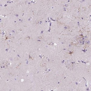Anti-MYH15 antibody produced in rabbit 