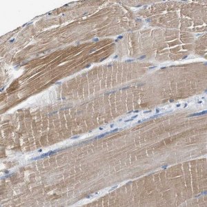 Anti-MYH3 antibody produced in rabbit 