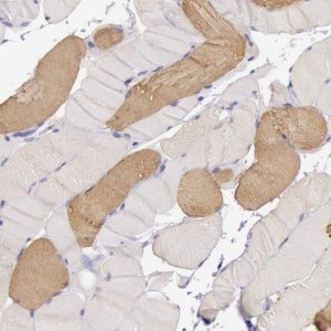 Anti-MYH6 antibody produced in rabbit 