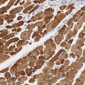 Anti-MYH7 antibody produced in rabbit 