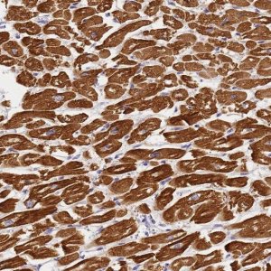 Anti-MYL2 antibody produced in rabbit 