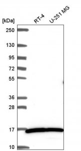 Anti-MYL3 antibody produced in rabbit 