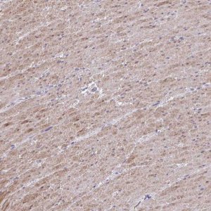 Anti-MYL9 antibody produced in rabbit 