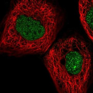 Anti-MYNN antibody produced in rabbit 