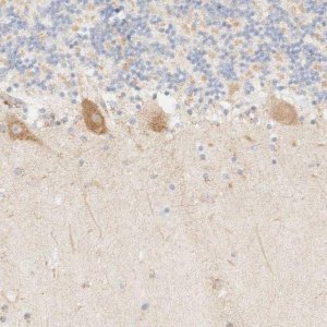 Anti-MYO10 antibody produced in rabbit 