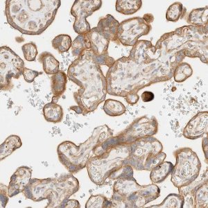 Anti-MYO10 antibody produced in rabbit 