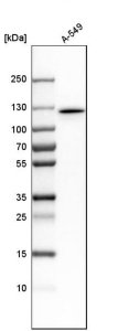 Anti-MYO1E antibody produced in rabbit 