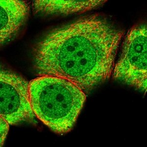 Anti-MYO5C antibody produced in rabbit 