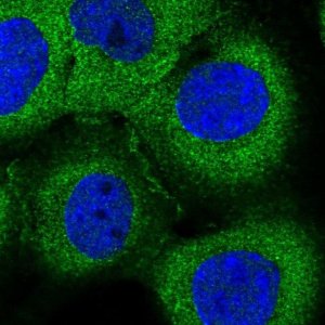 Anti-MYO9B antibody produced in rabbit 