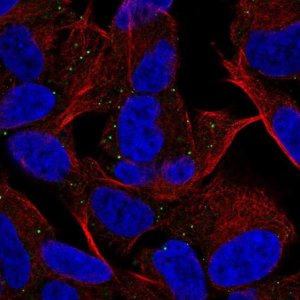 Anti-MYT1L antibody produced in rabbit 