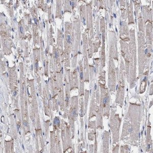 Anti-MYZAP antibody produced in rabbit 