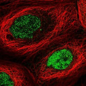 Anti-N6AMT1 antibody produced in rabbit 