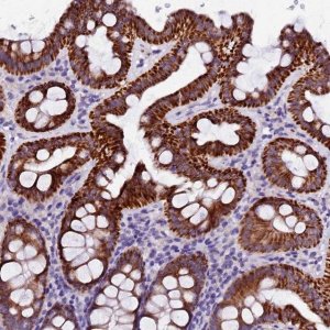 Anti-NAA16 antibody produced in rabbit 
