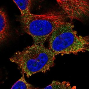 Anti-NAA16 antibody produced in rabbit 